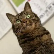 ねこの画像