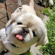 かっきーの画像