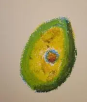 アボカドの画像