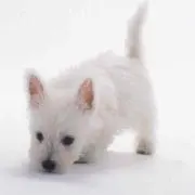 カブ