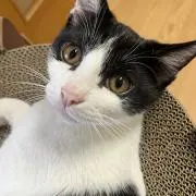 ネコジュウハチ