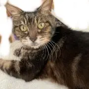 KENTYの画像