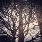 ・苔.●゜の画像
