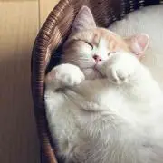 チンパン