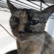 まろんの画像