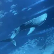 かすみの画像