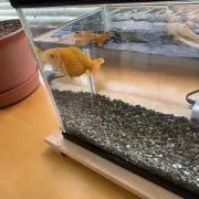 こっちん