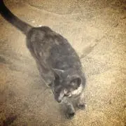 オズワルド【即購入可】の画像