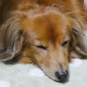 けんぽん