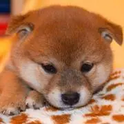 はる