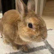 ネザーランド　値段交渉・まとめ買い可の画像