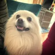 さくらの画像