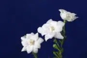 Thousandの画像