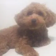 こっこの画像