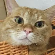 りょの画像