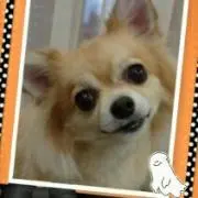 アラベスクの画像