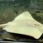 みるの画像