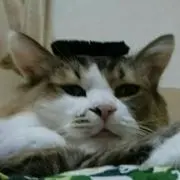 ムク