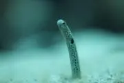 ももの画像