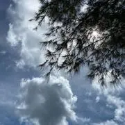 はなえの画像