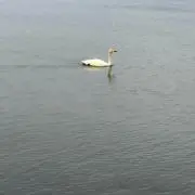 あーぼ