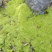 mossの画像