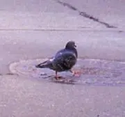HIROの画像