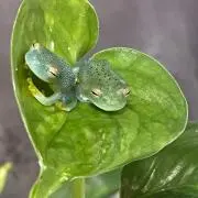 穹の雫