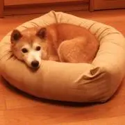 ジークママ