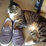 けーとらの画像