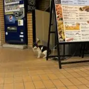 ケイティの画像