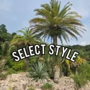 セレクトスタイルの画像