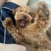 まきちま。の画像