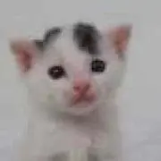 ゆうゆうの画像