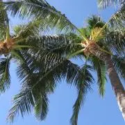 RAの画像