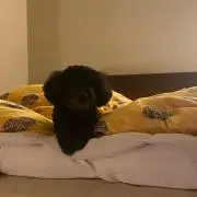 Rosaの画像