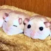 知の画像