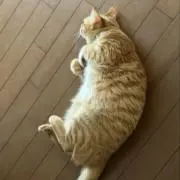 うーしゃんの画像