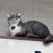 Scottishの画像