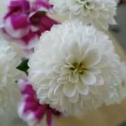 yoshimi※プロフご一読下さいの画像