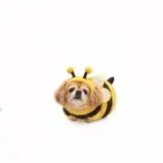 ゆち