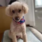 茶々丸