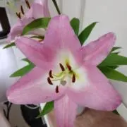 CHACHAMARU/断捨離中