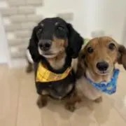 ⭐︎ちーちゃん☆の画像