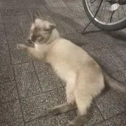たけしやってますの画像