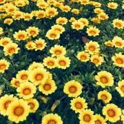 ☆ココ☆即日発送！の画像