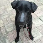 rex