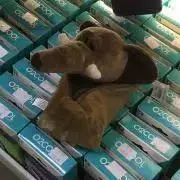 おこえ