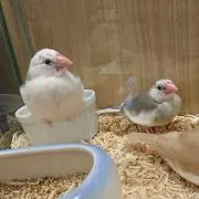 テル
