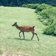 はやーん